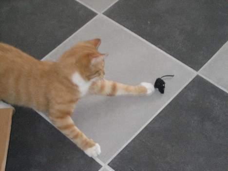 Huskat Kosten - Jeg har musen!!!!!!!!!!!!!!!!!!!!!!!!!!!!!! billede 1