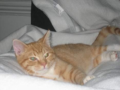 Huskat Kosten - Lever i sus og dus ! billede 2