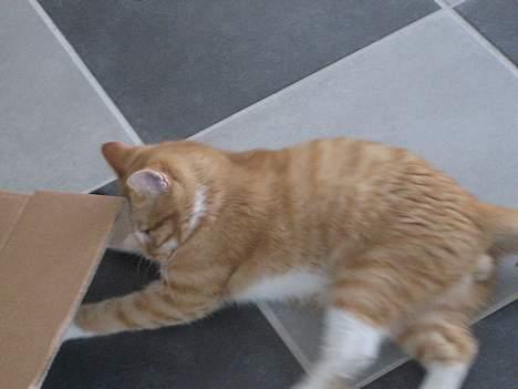 Huskat Kosten - Jeg ved musen er her et sted... billede 3