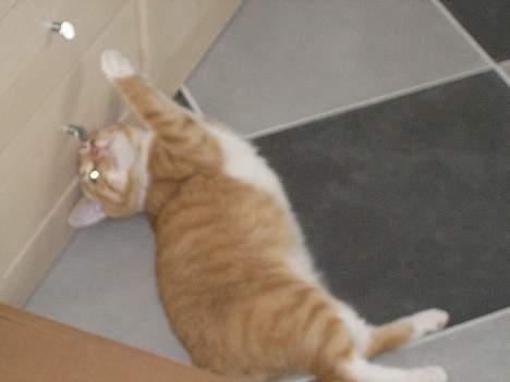 Huskat Kosten - Hapser lige skabet billede 4