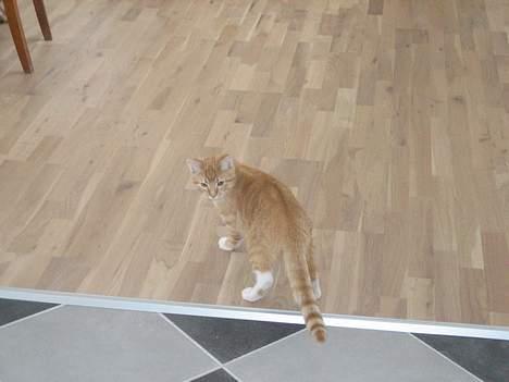 Huskat Kosten - Kaldte du på mig ????? Mad ???? billede 5