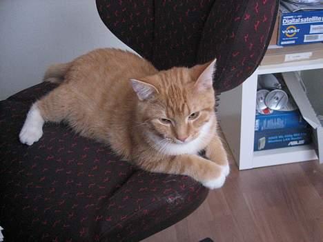 Huskat Kosten - Overblik.... billede 6