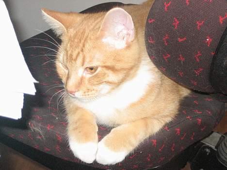 Huskat Kosten - I´m the man.....! billede 7