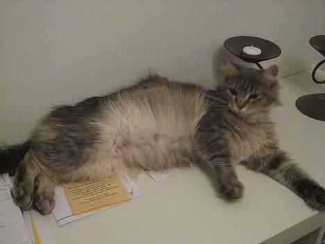 Maine Coon Naomi - Gravid Naomi billede 8