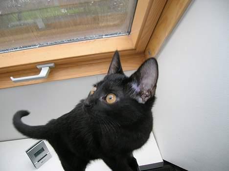 Huskat Misse billede 8