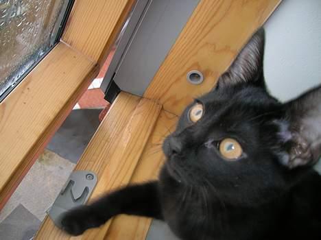 Huskat Misse billede 9