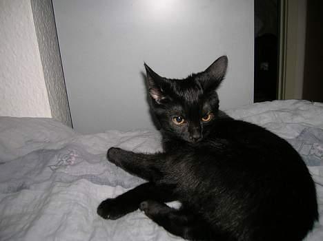 Huskat Misse billede 10