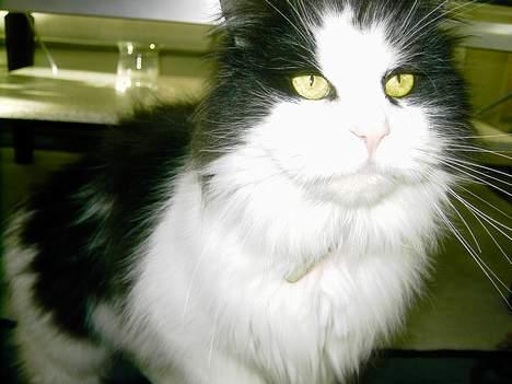 Norsk Skovkat "Misse" * SOLGT* - Store Gule Øjne billede 19