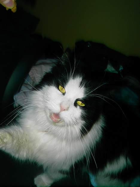 Norsk Skovkat "Misse" * SOLGT* - Farlig Mis billede 20