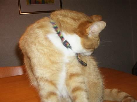 Huskat loui<3 * forsvundet * ;'( - :). billede 7