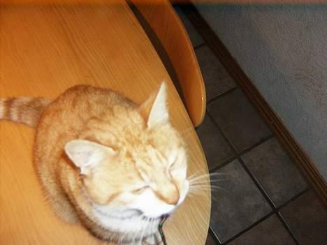 Huskat loui<3 * forsvundet * ;'( - gå da lige amok med kamera:D billede 8