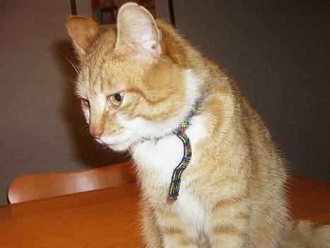 Huskat loui<3 * forsvundet * ;'( - :)<333333 billede 9