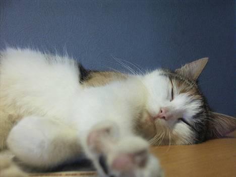 Huskat bettemis'!(:.<3 - bettemis:). billede 1