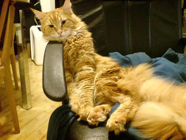 Maine Coon Oskar  - Se hvor sød jeg er! billede 1