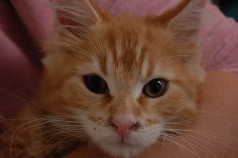 Maine Coon Oskar  - Hviler lidt hos mor.. billede 2