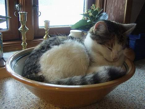 Huskat bettemis'!(:.<3 - du er skør i hovedet kat:D. billede 3