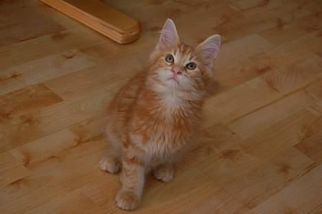 Maine Coon Oskar  - Giv mig nu det legetøj billede 3