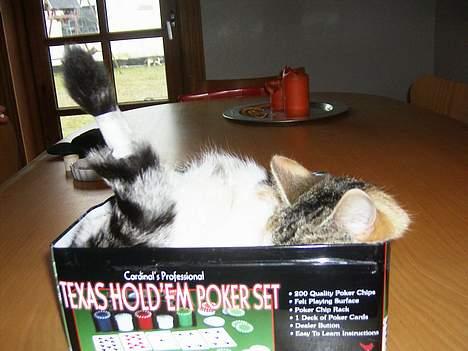 Huskat bettemis'!(:.<3 - haha, speciel kan man vidst rolig kalde dig:D billede 4