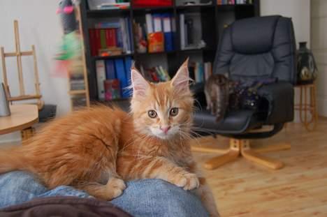 Maine Coon Oskar  - Det er rart at ligge hos en ven.. billede 5