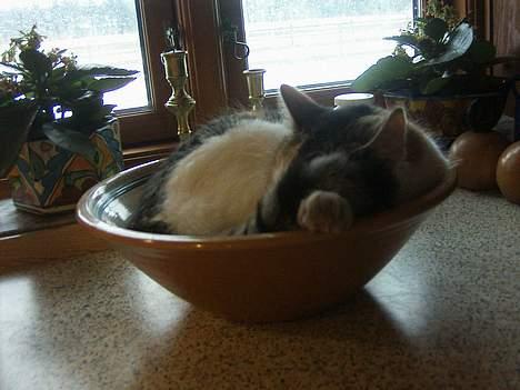 Huskat bettemis'!(:.<3 - :). billede 5