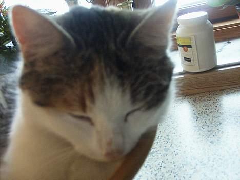 Huskat bettemis'!(:.<3 - okay nærbillede:D billede 6