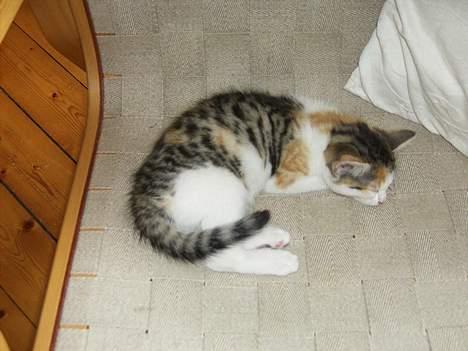 Huskat bettemis'!(:.<3 - bettemis da hun ikke var særlig gammel:D billede 7