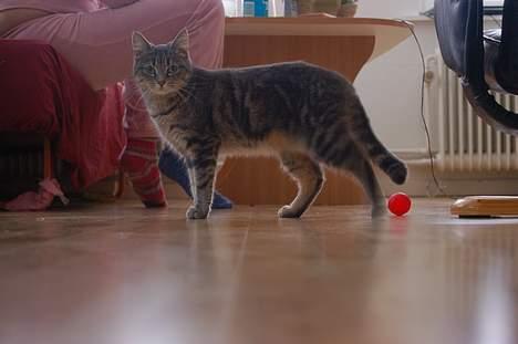 Huskat Grisling  billede 4