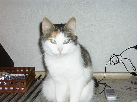 Huskat bettemis'!(:.<3 - smukkeste:D billede 8