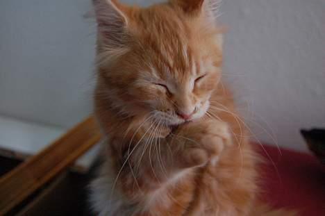 Maine Coon Oskar  billede 6