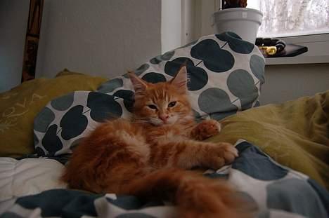 Maine Coon Oskar  billede 7