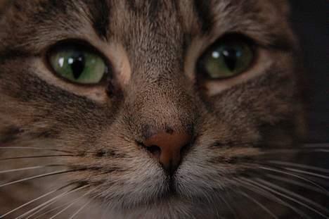 Huskat Grisling  billede 5