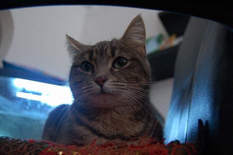 Huskat Grisling  billede 6