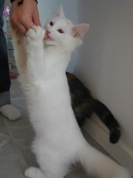 Blanding af racer Fnug - Han er så dygtig :p billede 5