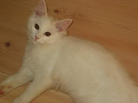 Blanding af racer Fnug billede 6