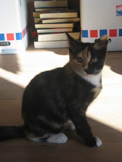 Blanding af racer Micha - her er hun ikke særlig gammel (: billede 9