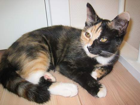 Blanding af racer Micha - Lille pige <3 billede 10