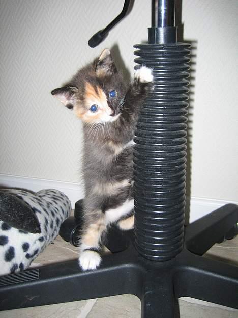 Blanding af racer Micha - Hun var bare en engel som killing <33 billede 11