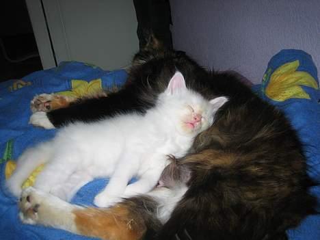 Blanding af racer Fnug - Her ligger han med sin mor . billede 7