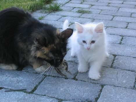 Blanding af racer Fnug - Nu får han lært at fange fugle med moar ;p billede 8