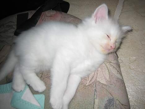 Blanding af racer Fnug - Han er typen, der godt kan lide en slapper! :D <3 billede 9