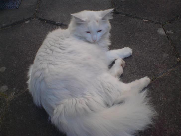 Blanding af racer Fnug billede 10