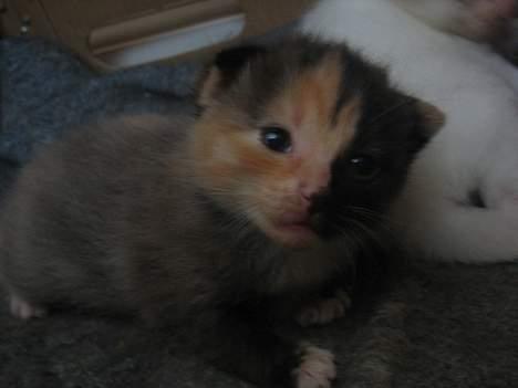 Blanding af racer Micha - Hun var så bedårende ! <3 billede 12