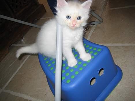 Blanding af racer Fnug - Hva´ så skatter?! :D<3 billede 11