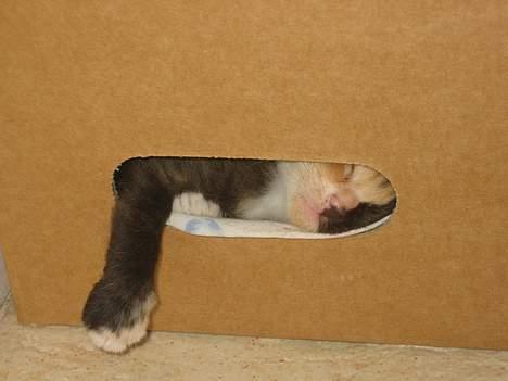 Blanding af racer Micha - Ja, den er god med dig, Micha! <3 billede 13