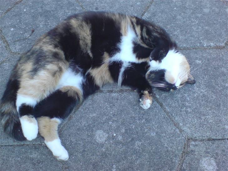 Blanding af racer Micha - Du er så skør, min skat :D<3 billede 14