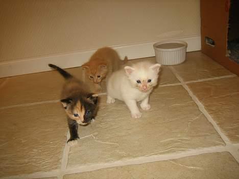 Blanding af racer Micha - Der er i jo alle sammen!  (Den røde, er deres bror) <3 billede 15