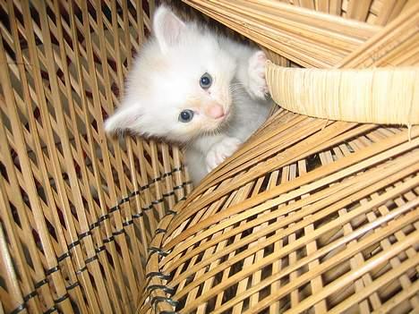 Blanding af racer Fnug - Ih altså, din bisse! :p <3 billede 12