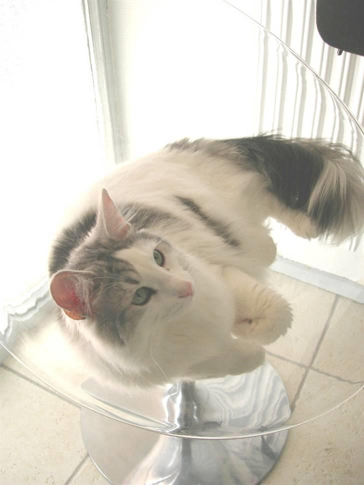 Norsk Skovkat  Na´zyias Elo Honningbi  - Elo 07.05.08 Har indtaget fars fødselsdagsgave. - Godt tilfreds. billede 20