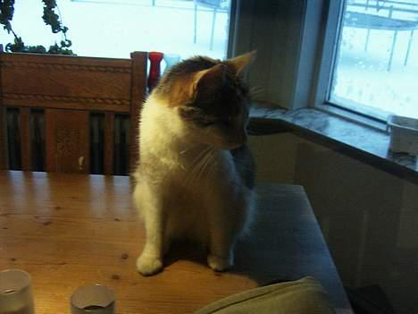 Huskat bettemis'!(:.<3 - :). billede 9