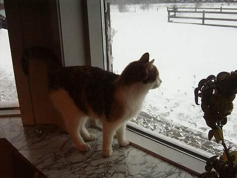 Huskat bettemis'!(:.<3 - årh sne:D billede 10